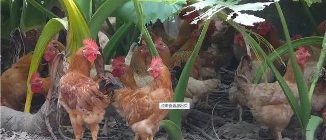 鸡得了传染性支气管炎怎么办,鸡得了传染性支气管炎怎么治