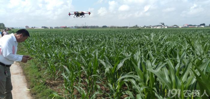 河南适合种植高产玉米,玉米高产高效种植技术