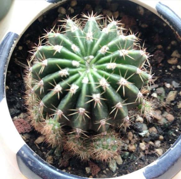 仙人球烂根怎么上盆,仙人球烂根的土可以种吗