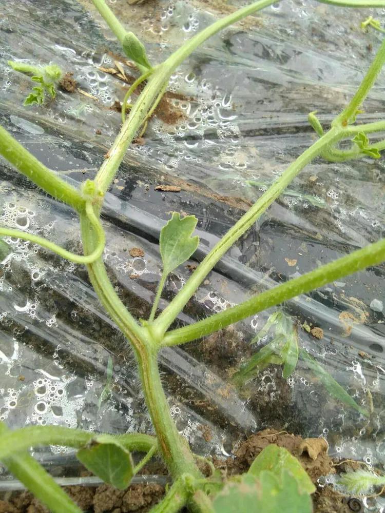 西瓜秧烂根开裂什么原因,郑杰农资优惠