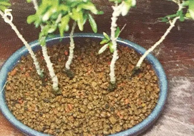 看石榴盆景的造型和制作技术,石榴盆景速成方法图片