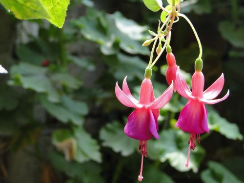 盘点世界各国国花你最喜欢哪种,盘点各国国花