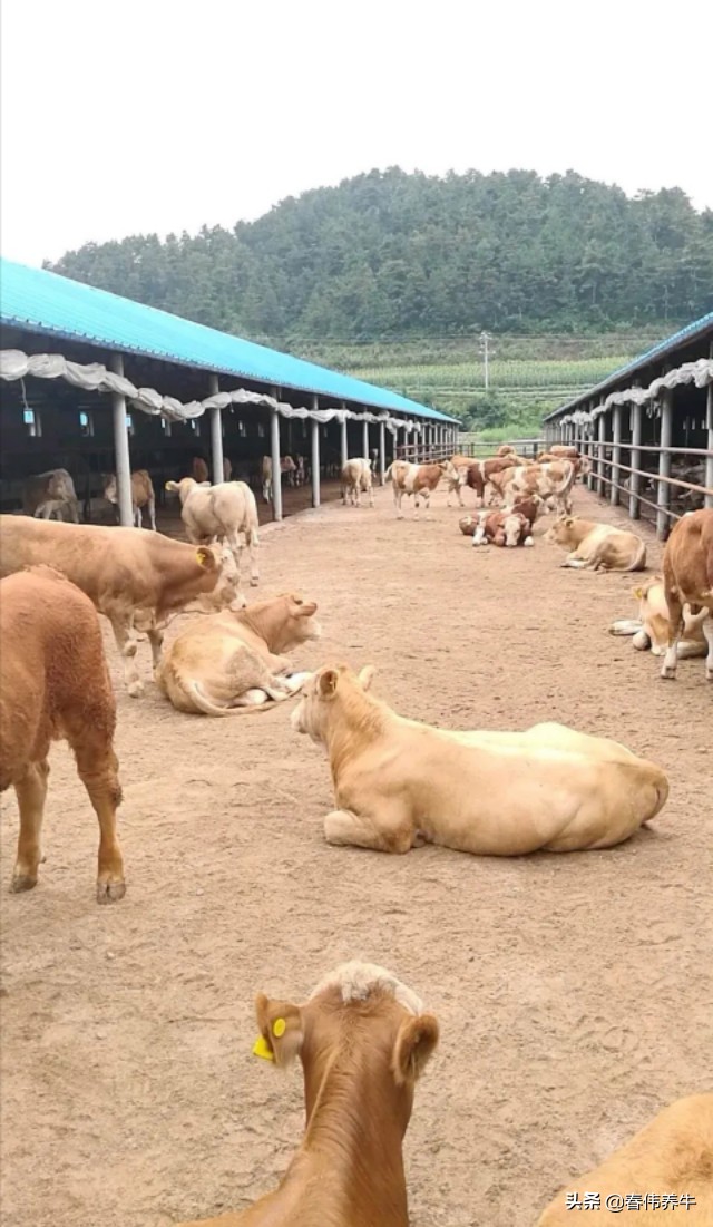 如何提高母牛受孕率,如何增加母牛产子率的方法