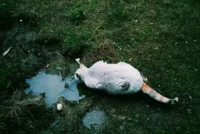 猫咪是不是不喜欢臭的地方,猫咪不是喜欢晒太阳吗为什么怕热