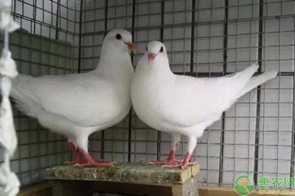 小鸽子喂补钙药后期有用吗,鸽子补钙效果排名前十强