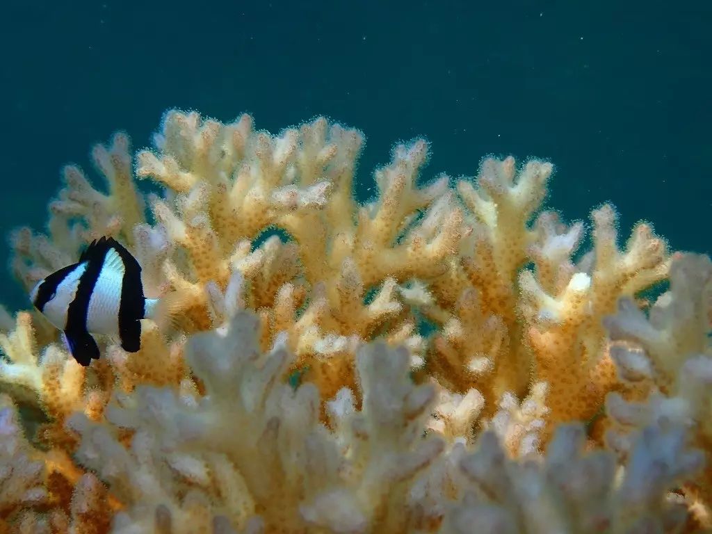 帕劳归来不看海谁说的,帕劳归来不看海