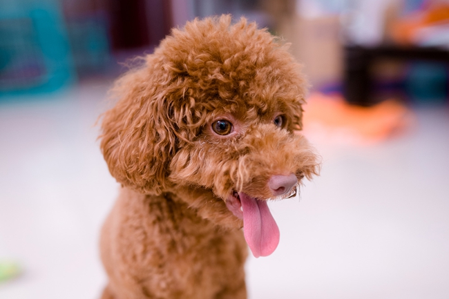 泰迪犬拉的大便特别臭是怎么回事,泰迪犬大便颜色发红怎么回事