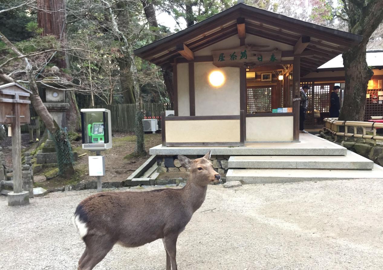 约上闺蜜一起去看看,大阪到奈良小鹿公园