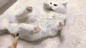 猫咪脚上有伤口得把毛全剃了吗,猫咪冬天剪毛发会感冒么