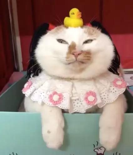 可可爱爱的猫狗,可可爱爱的流浪猫咪