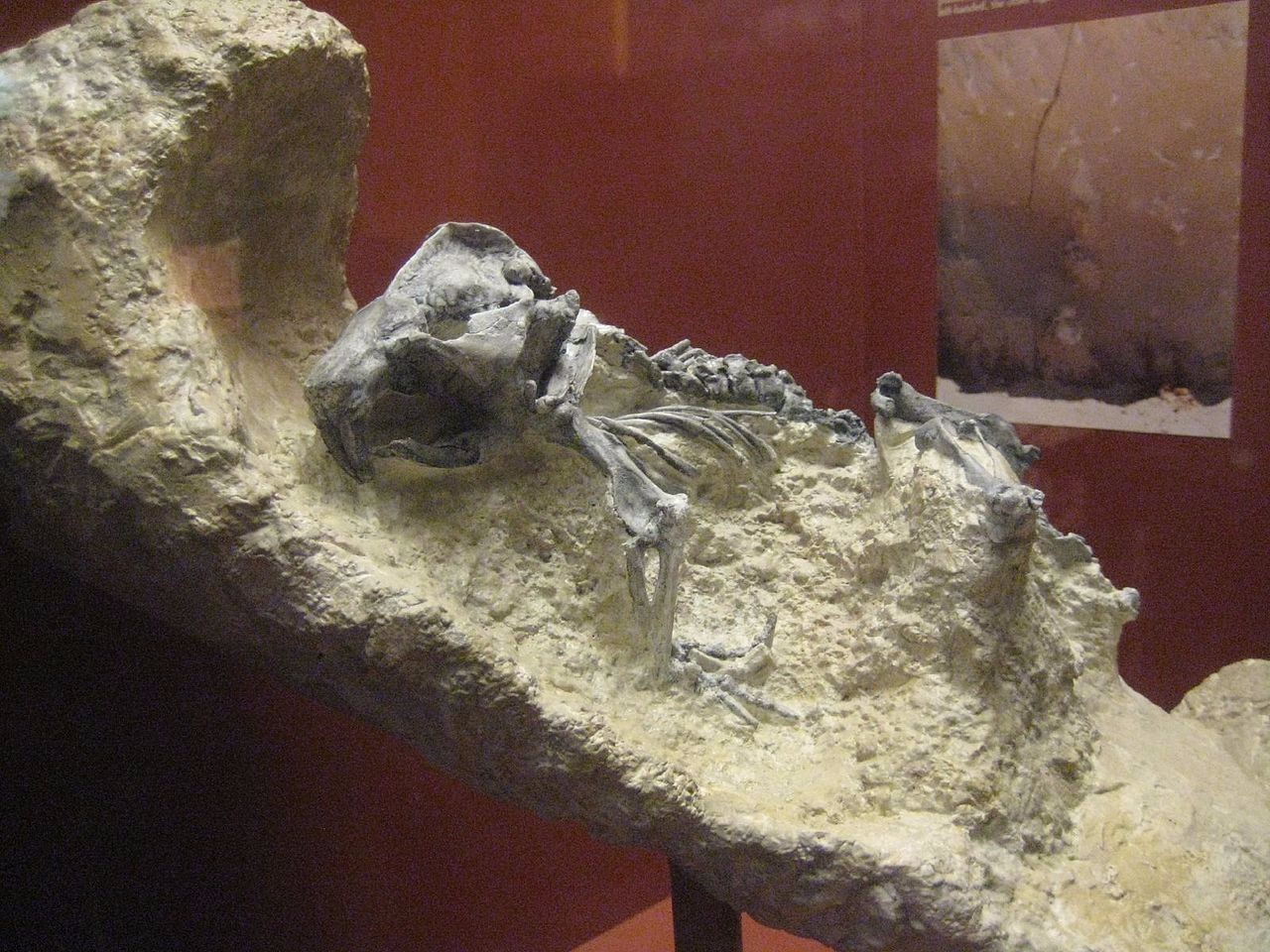 这种两米高的“魔鬼开瓶器”，是谁在几十万年前造出来的？