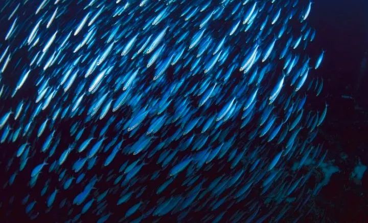 明日方舟麦哲伦探险组,明日方舟麦哲伦极地之旅