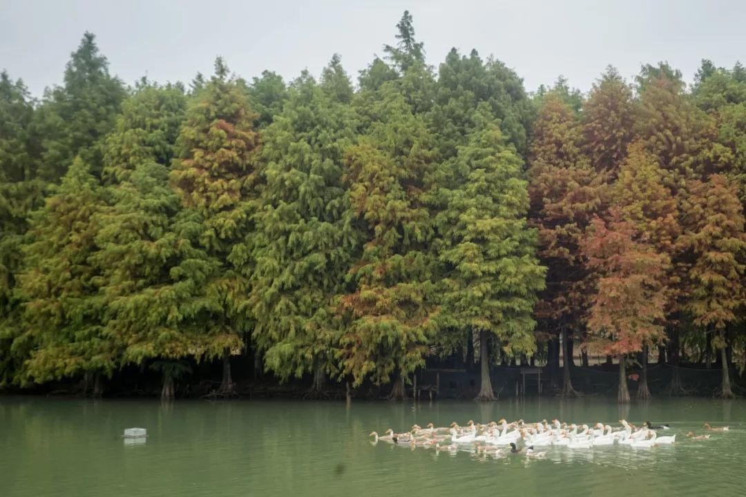 阳澄湖大闸蟹真正吃蟹的季节到了,阳澄湖吃大闸蟹最好的季节