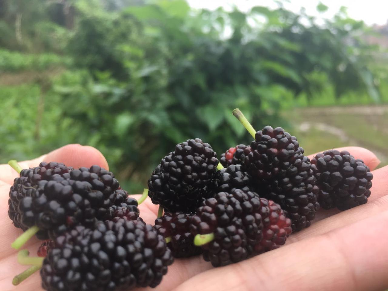 桑树全身都是宝具体有哪些作用,桑树身上的宝是什么