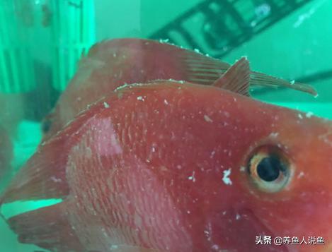 观赏鱼水霉病高锰酸钾泡多久最好,观赏鱼得了水霉是什么症状