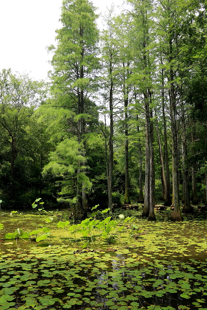 植物园的景；青山吹奏《红河谷》（F调）半音阶口琴演奏第二版