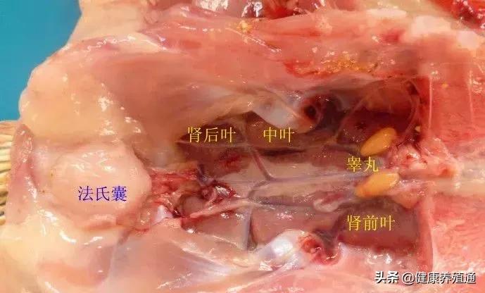 家禽与家禽解剖的不同点,家禽疾病诊断及解剖步骤