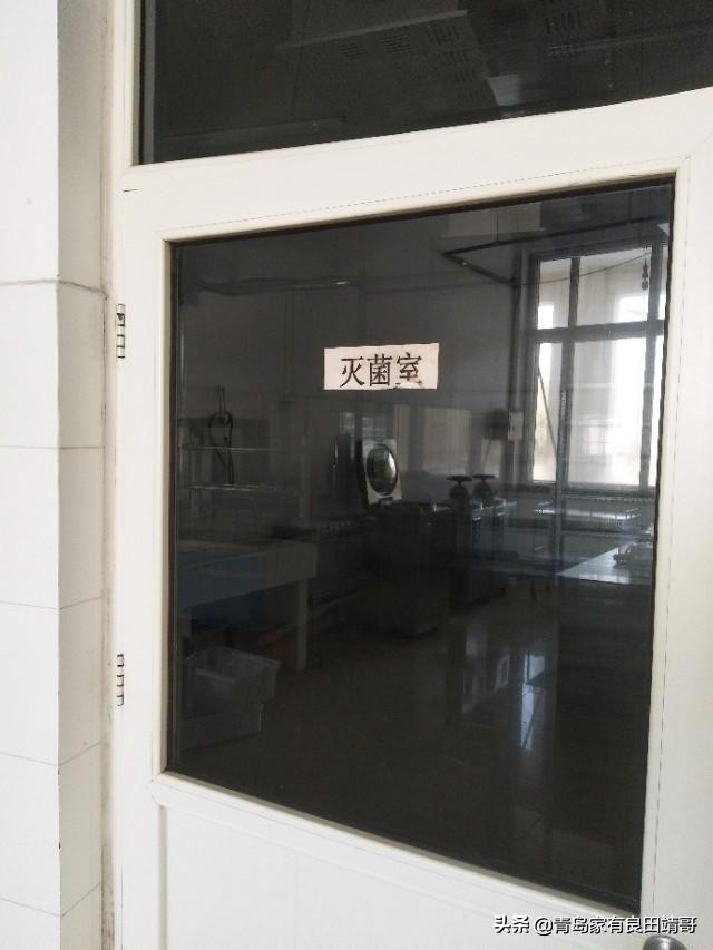 脱毒阳光玫瑰葡萄苗,阳光玫瑰特级苗