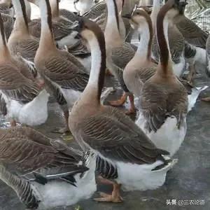 兽用疫苗生产企业名单查询,生产兽用疫苗企业有多少家