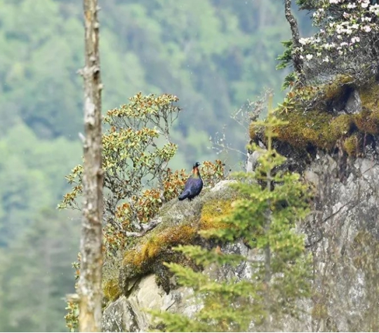 它是国家一级保护动物英语,数量多少只以下才是一级保护动物