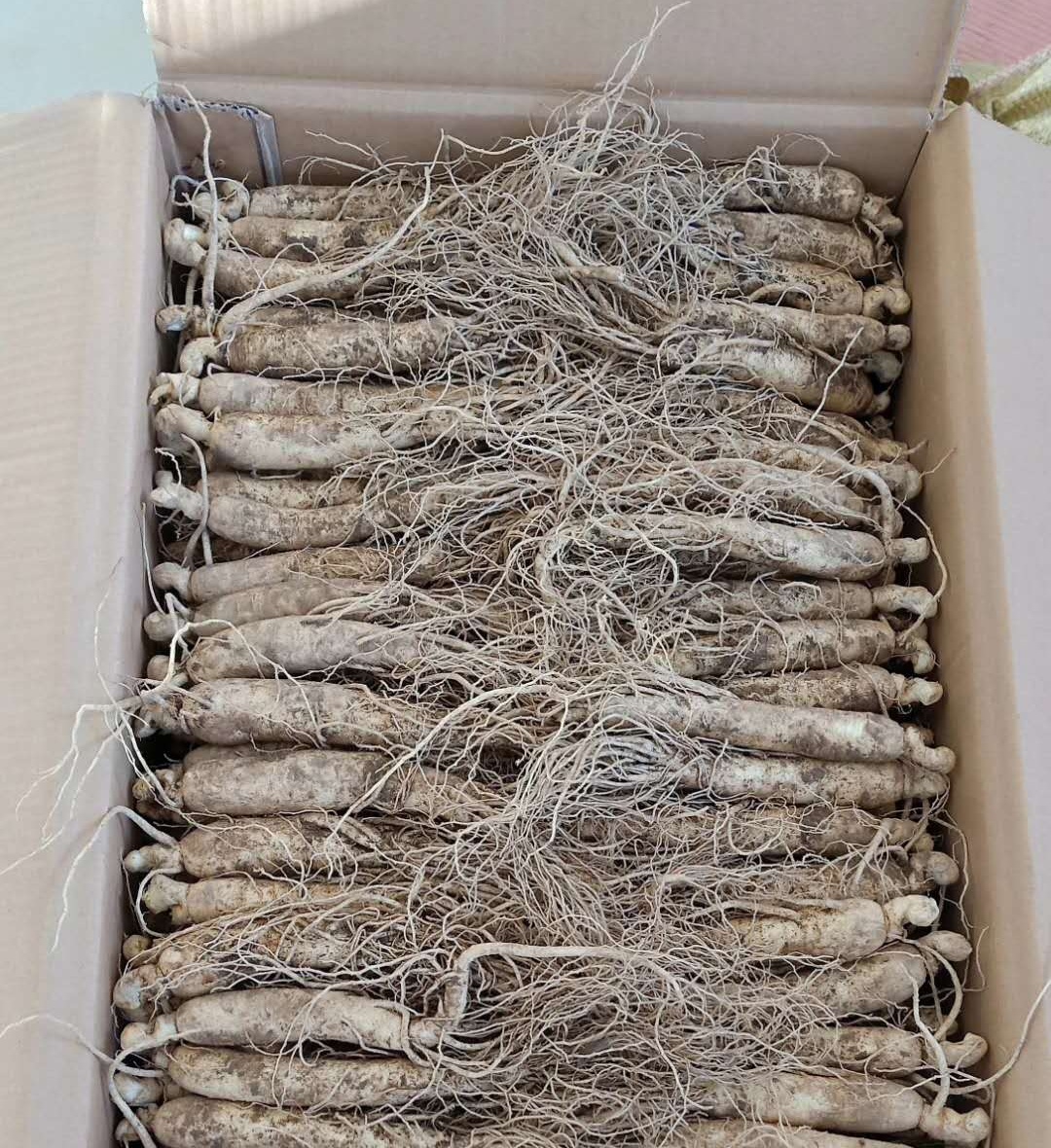 据说长白山人参很便宜,七月长白山两天一晚多少钱