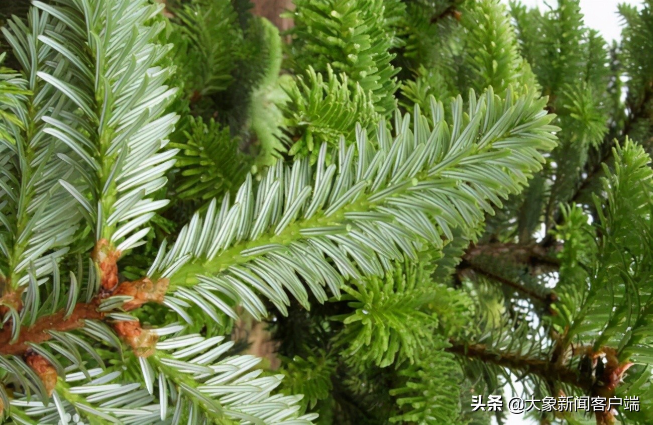 中国的珍稀植物,史上最稀有的十大植物