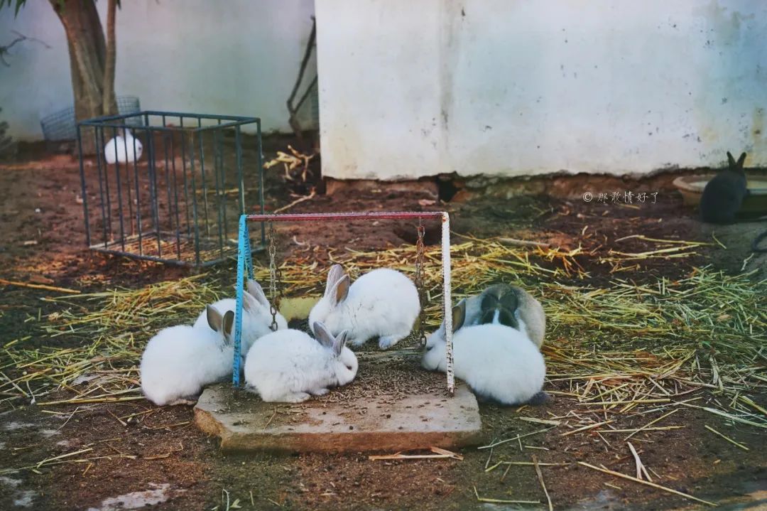 古代突尼斯城的港口,古老的地中海