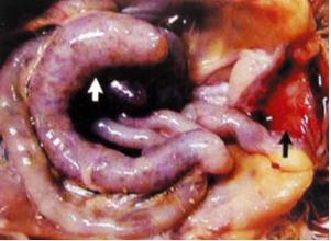 小鸡球虫病最佳治疗方法,小鸡球虫怎么治