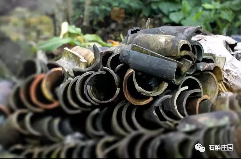 种植石斛兰的正确方法,石斛兰如何种植长得好看