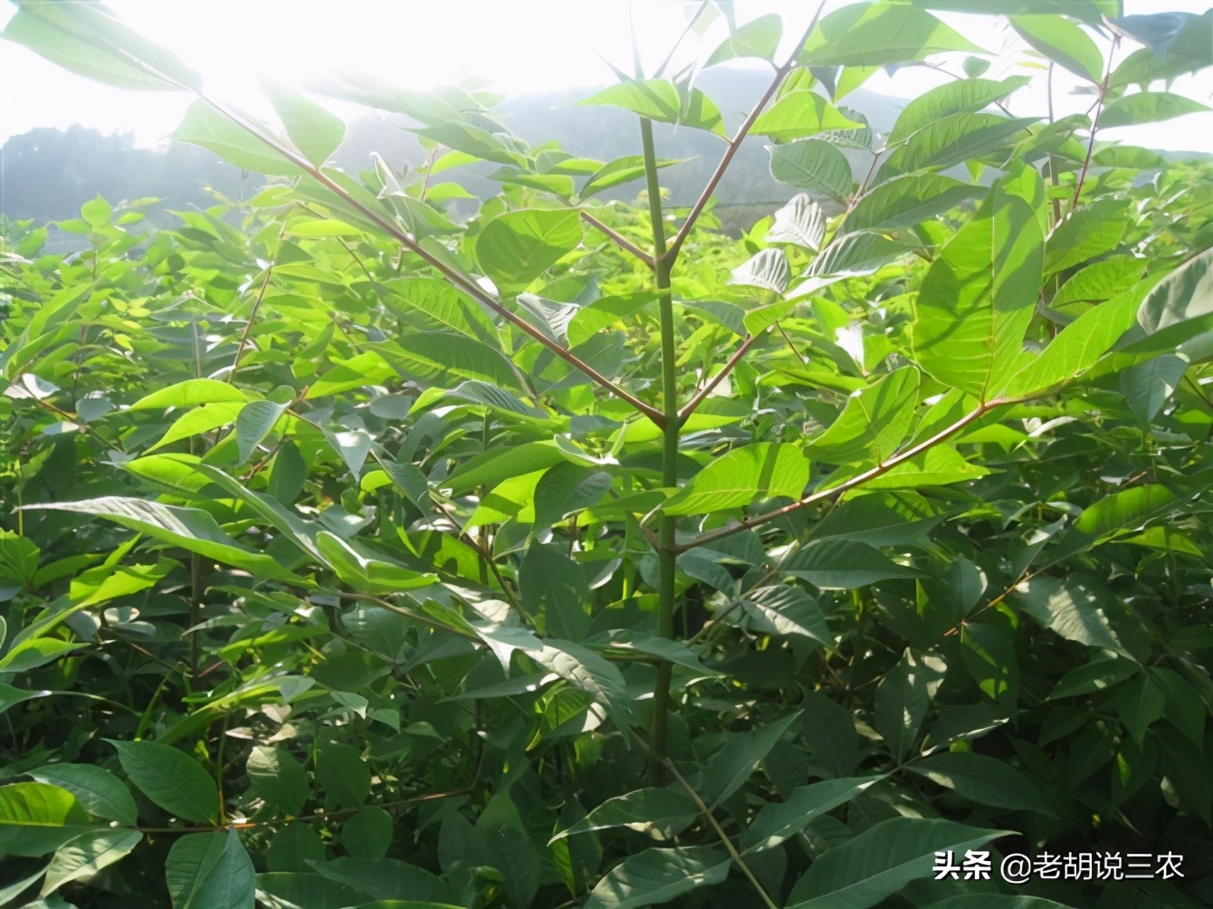 号称“植物青霉素”,可用来制作枪托,难怪元柏8000元/方呢