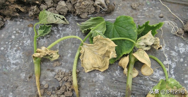 南瓜生长过程中怎么预防病虫害,南瓜枯黄落果