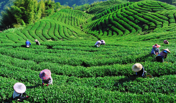 毛里求斯100种美食,毛里求斯国美食