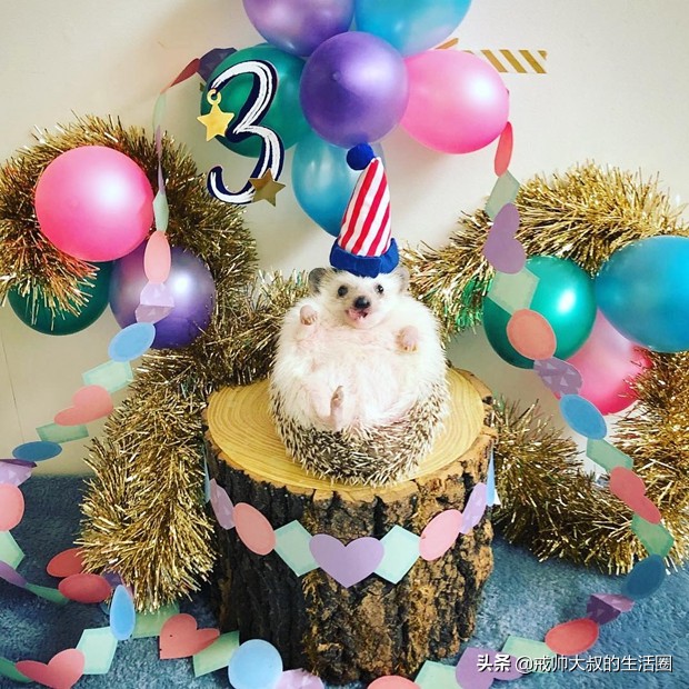 小刺猬到底有多可爱,很可爱的小刺猬有哪些