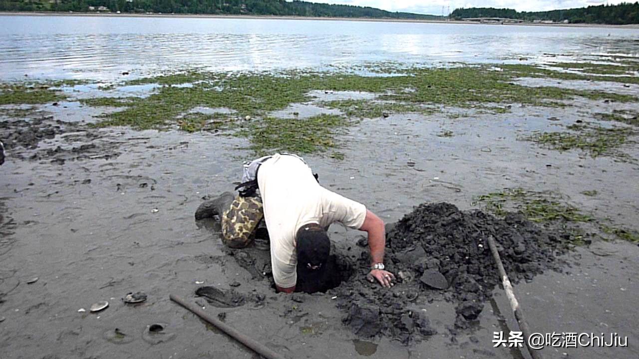 长相难以启齿的象拔蚌,当年餐桌上可是炙手可热!