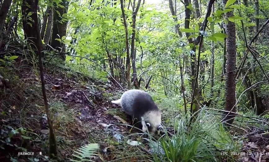 江苏盐城发现狗獾，能2秒击败一条蛇，为何说它是亚洲平头哥？