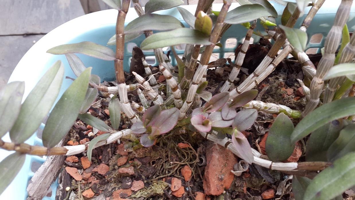 石斛兰冬天叶子发黄是什么原因,石斛兰多棵种在一个盆里会黄叶吗