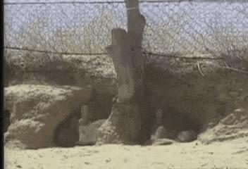 兔兔那么可爱为什么要吃兔兔呢,兔兔这么可爱为什么要吃兔兔