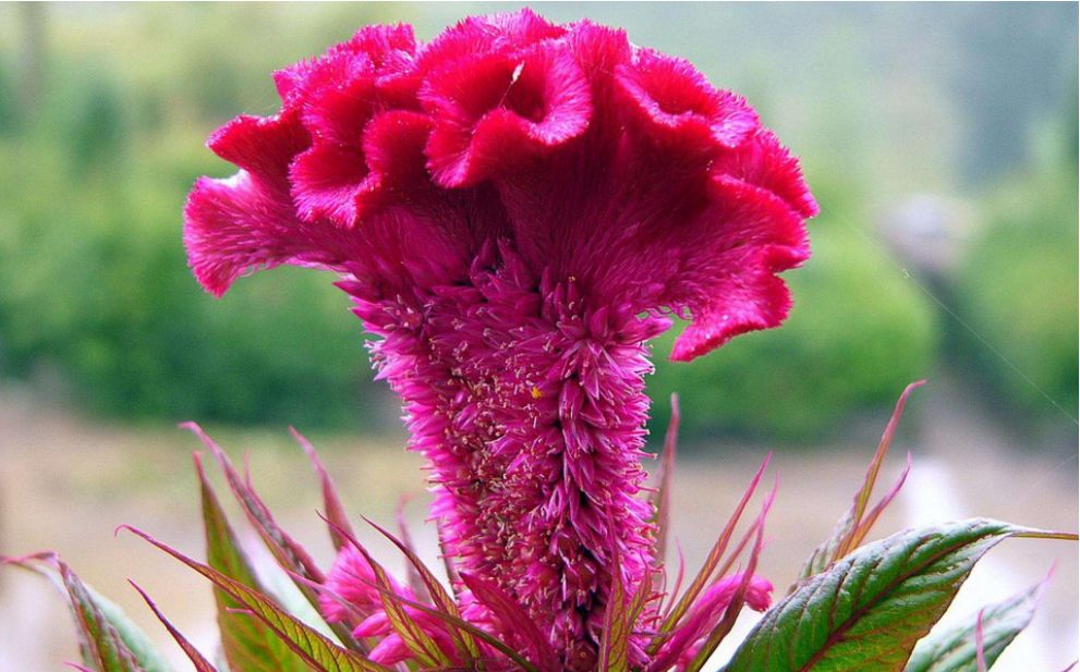 鸡冠花诗词赏析,鸡冠花的诗句及赏析