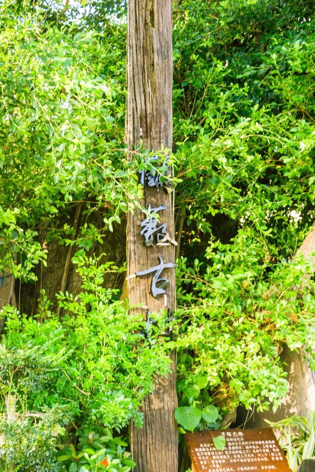 深圳的一处热门古风拍摄地,深圳古风拍照景点推荐