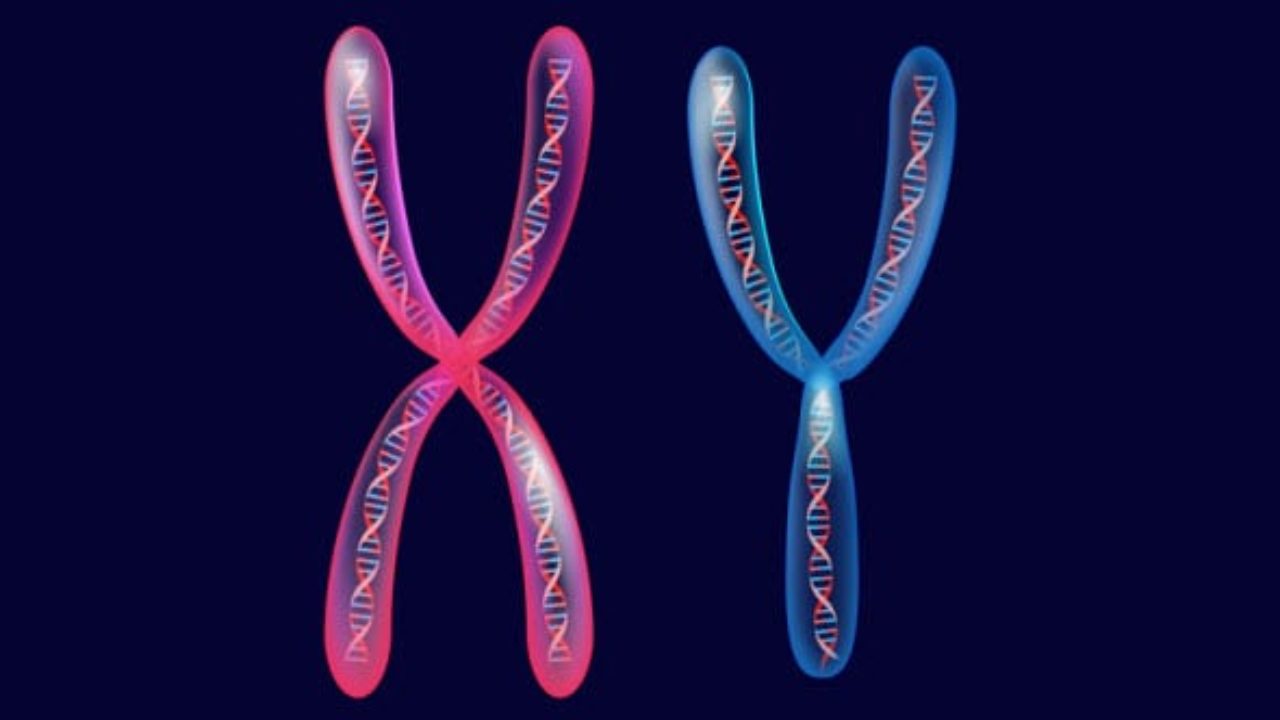 为什么动物雌性多,动物中雄性与雌性谁寿命更长