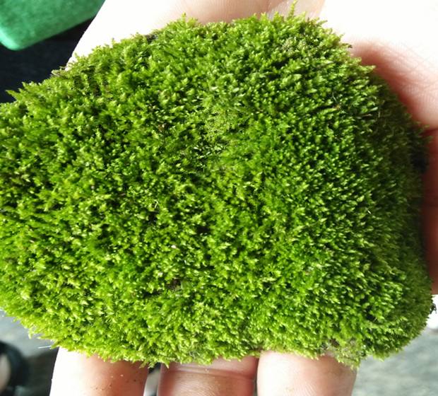 苔藓养好不难,重在细节问题,教你怎样养好苔藓