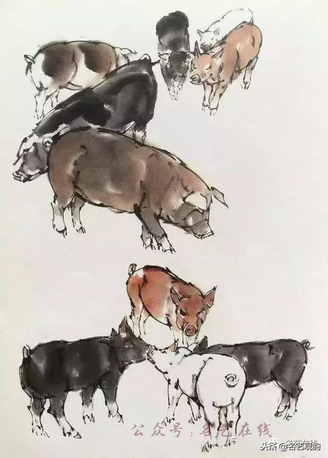 小朋友画猪简单又好看,猪年画猪中国画