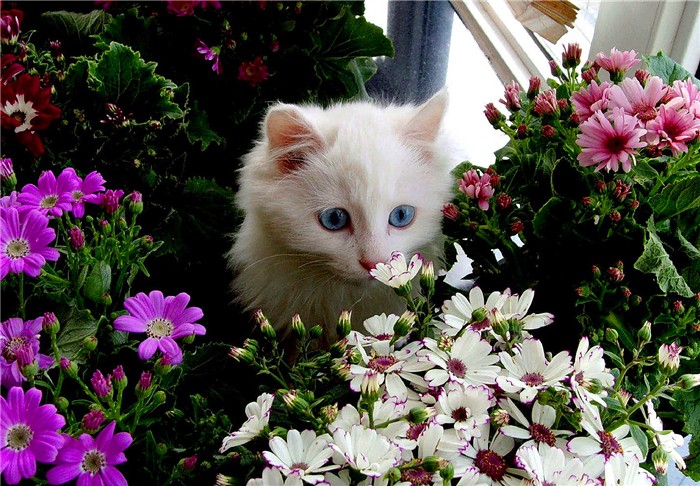 用百合花帮爱猫发情?母猫却因此出现肾衰竭,需知此为“毒花”