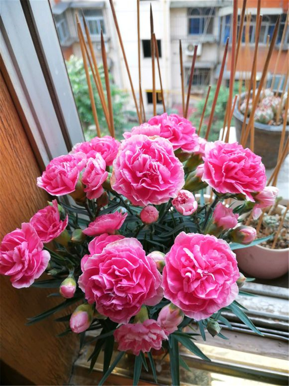 康乃馨花苞发蔫发黄如何修剪,康乃馨蔫了怎么救活