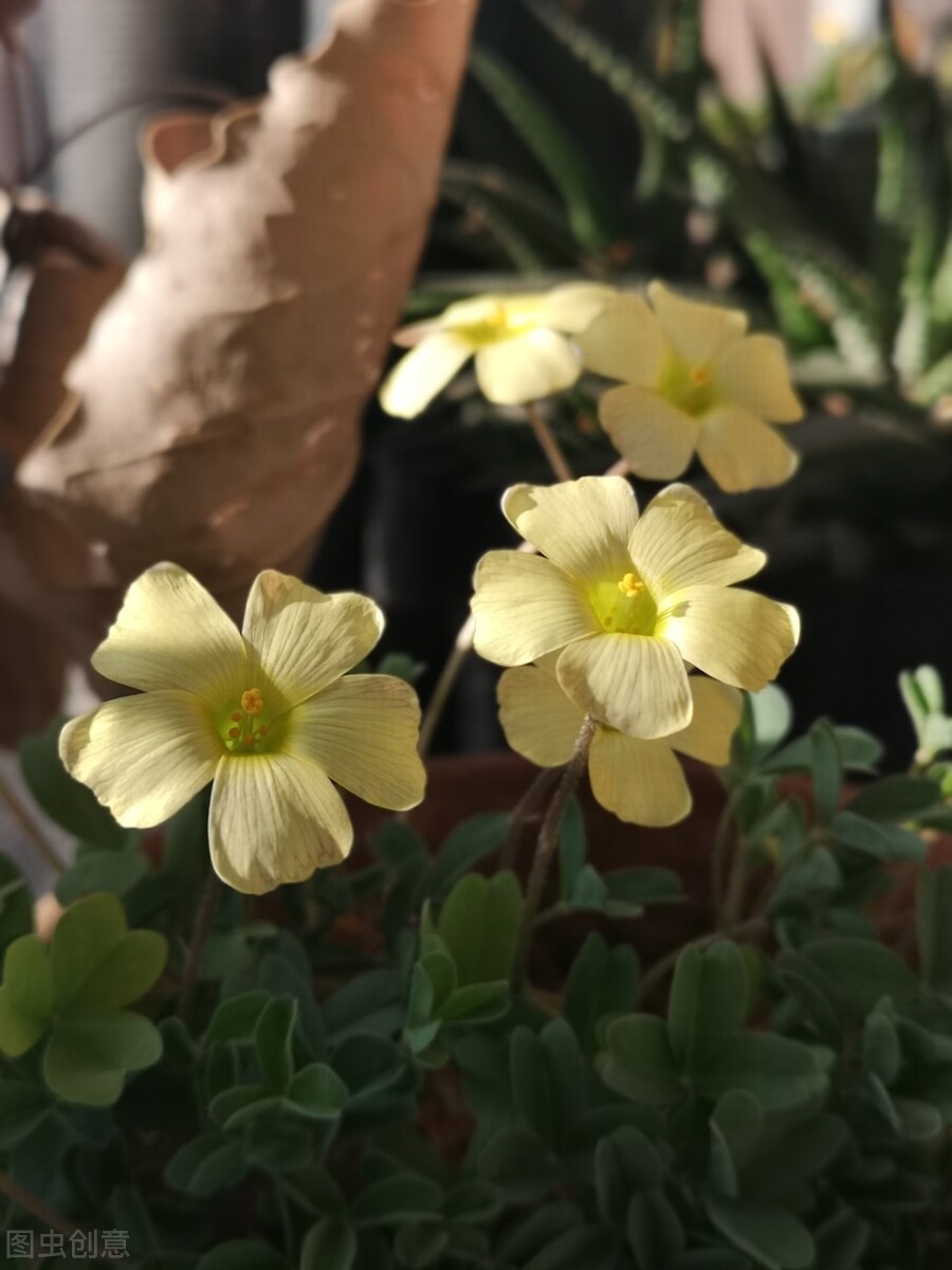 100种常见园林图鉴,列举20类不同的园林花卉