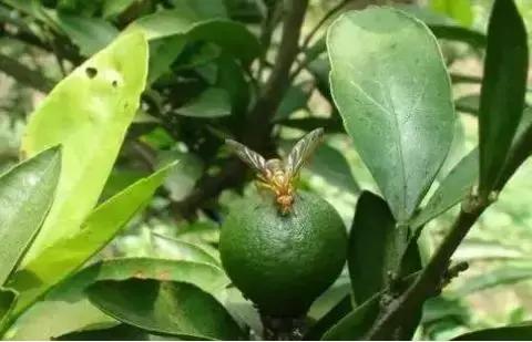 柑橘害虫的防治方法,种植柑橘需要防治哪些害虫