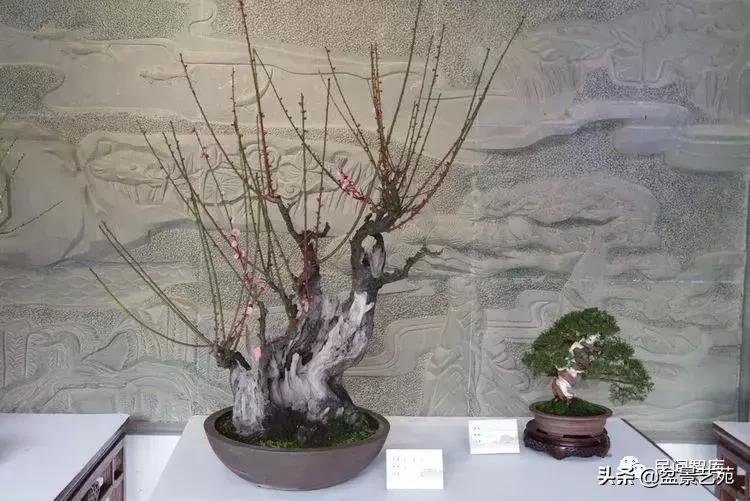 姊呰姳鐩嗘櫙浠锋牸,榫欐父姊呰姳鐩嗘櫙