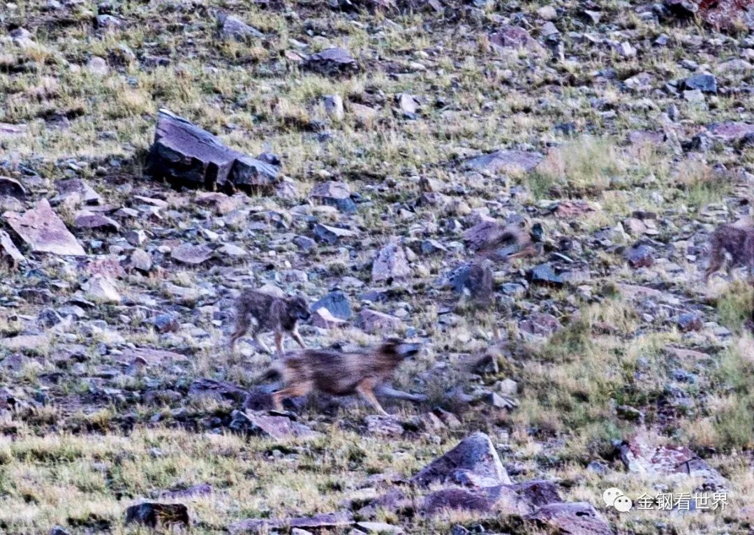 藏狼捕食牦牛,藏西狼徒步边境