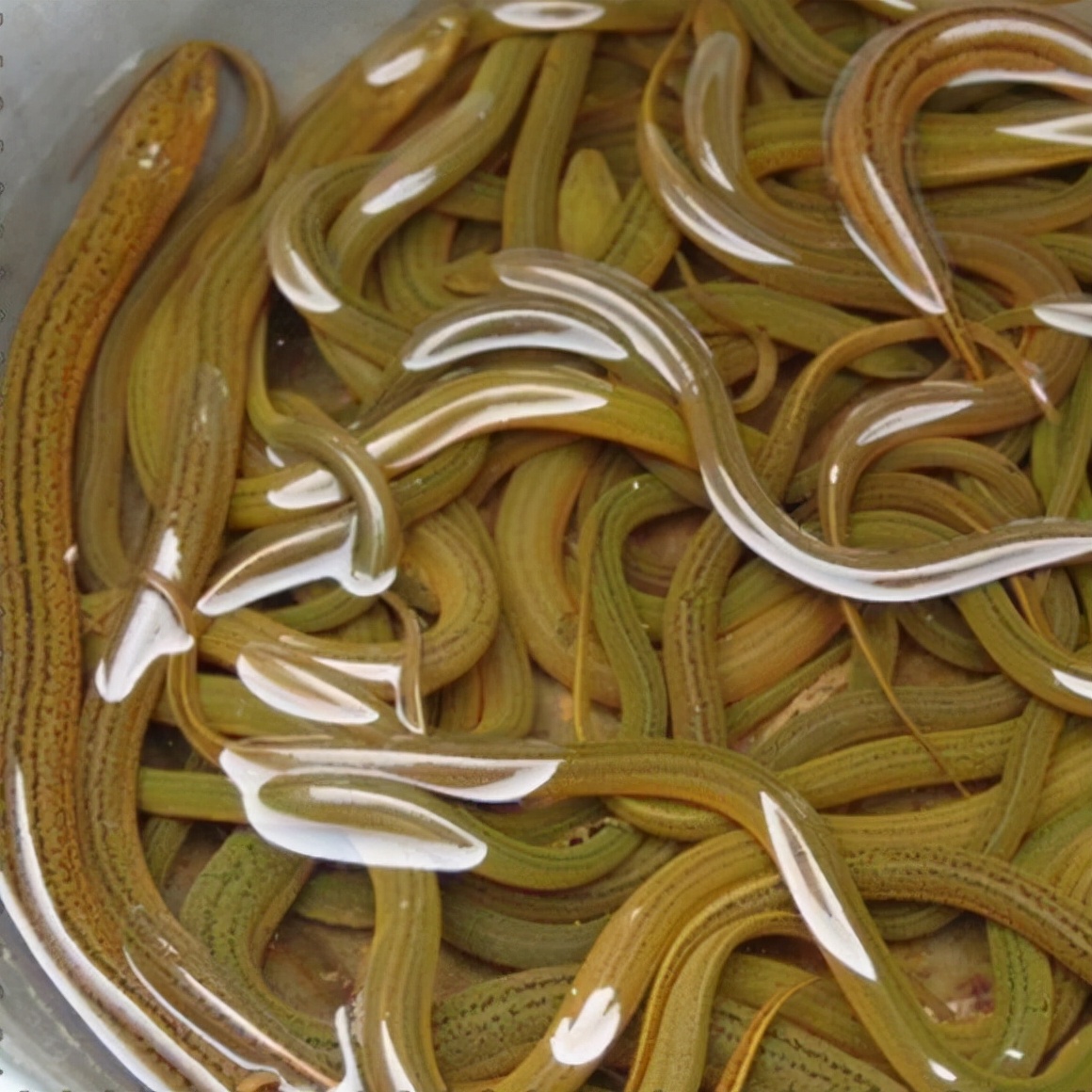 提醒少吃这几种食物,老年人有几种鱼尽量少吃