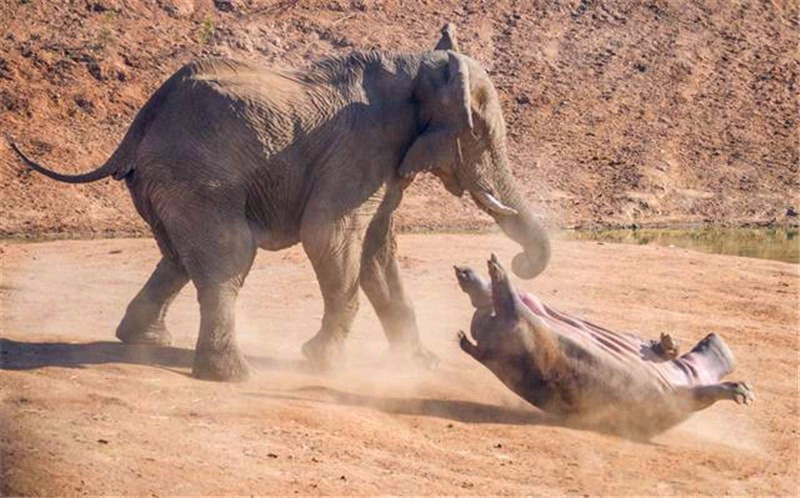 顶翻狮子、口撕鳄鱼的河马，到底有多恐怖？非洲只有一物能制服它